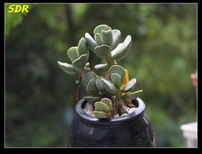 多肉植物天锦章简介 天锦章长什么样图