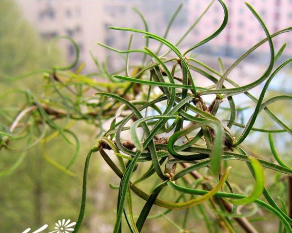 柳麒麟（柳叶麒麟）图片三
