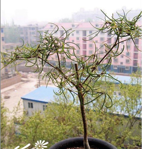 柳麒麟（柳叶麒麟）图片四