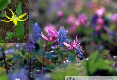 猪牙花/山芋头简介 猪牙花/山芋头长什么样图