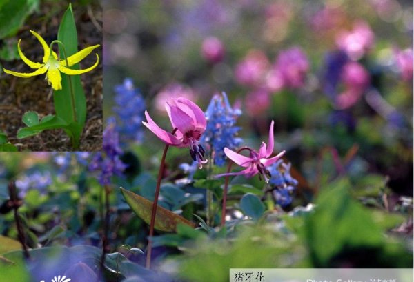 猪牙花/山芋头图片一