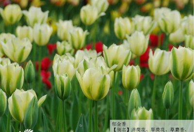 郁金香/旱荷花/草麝香介绍 郁金香/旱荷花/草麝香长什么样图