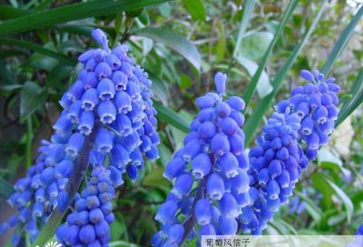 葡萄风信子/串铃花详解 葡萄风信子/串铃花长什么样图