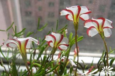 多肉植物双色酢详解 双色酢照片图