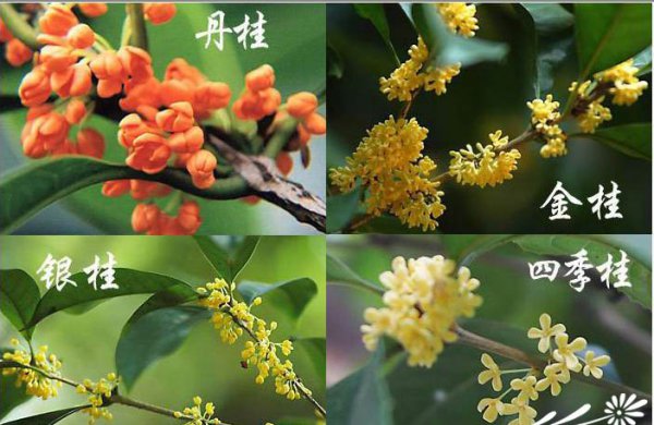 桂花图片二