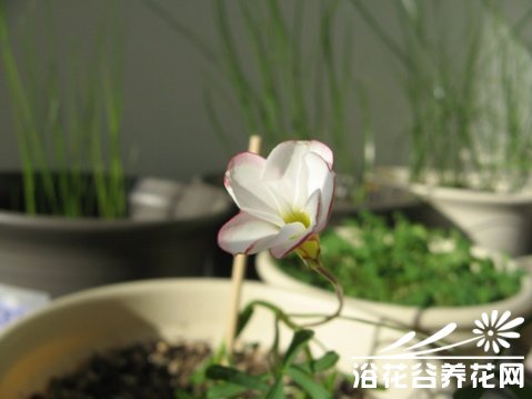 双色酢图片三