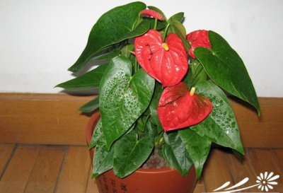 常绿花木红掌简介 红掌长什么样图