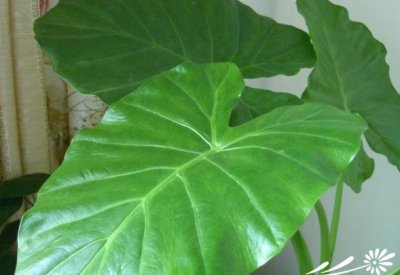 常绿花木滴水观音简介 滴水观音图片欣赏