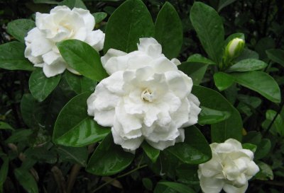 栀子花详解 栀子花图片大全