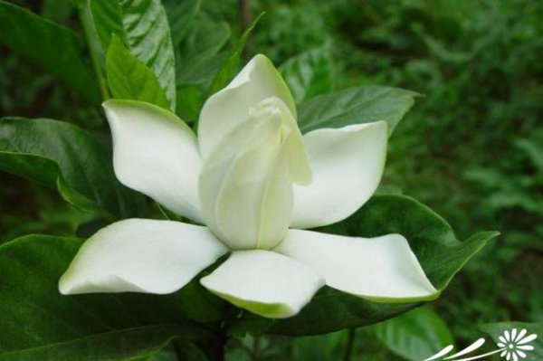 栀子花图片三