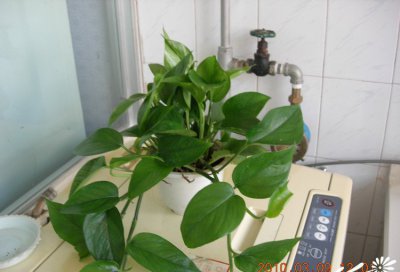 常绿花木绿萝介绍 绿萝图片集
