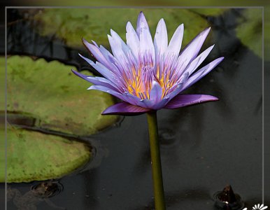 水生花卉睡莲集简介 睡莲集图片