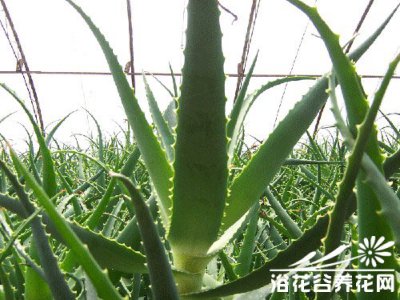 多肉芦荟集介绍 芦荟集长什么样图