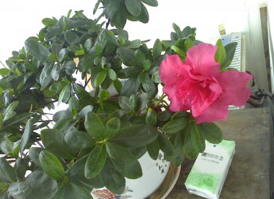 杜鹃花介绍 杜鹃花照片图