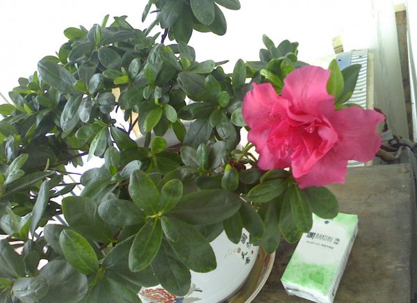 杜鹃花图片一