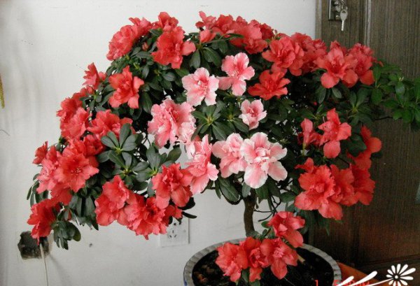杜鹃花图片四