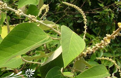 花卉白背叶简介 白背叶图片大全