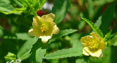 白背黄花稔介绍 白背黄花稔图片