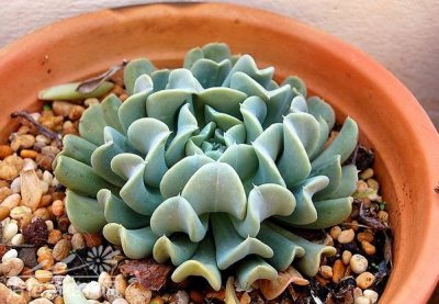 多肉植物特玉莲介绍 特玉莲图片欣赏