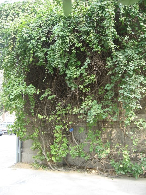南蛇藤图片三