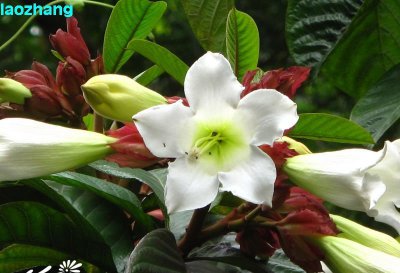 清明花简介 清明花图片欣赏