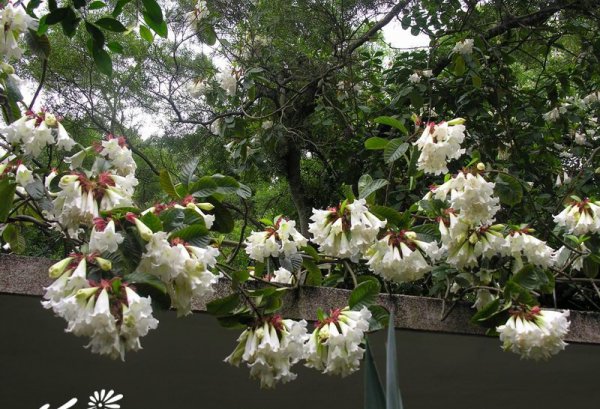清明花图片七