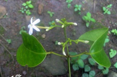 花卉清香藤详解 清香藤图片大全