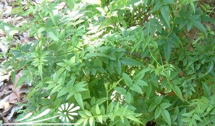素方花图片三