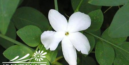 素方花图片五