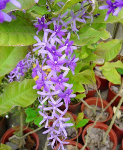 蓝花藤简介 蓝花藤照片图