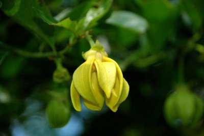 鹰爪花介绍 鹰爪花图片集