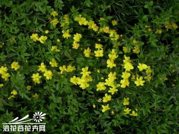 云南黄素馨图片七