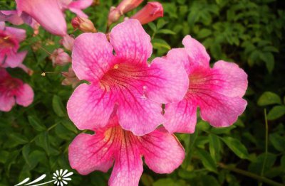 紫芸藤简介 紫芸藤图片大全