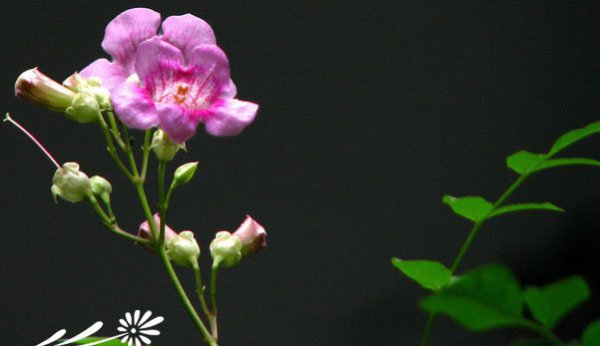 紫芸藤图片八