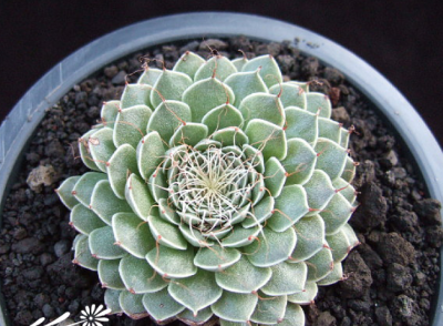 多肉植物菊日和介绍 菊日和照片图