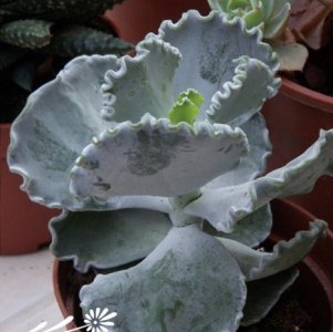 多肉植物银波锦介绍 银波锦图片