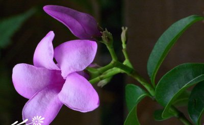花卉橡胶紫茉莉介绍 橡胶紫茉莉图片大全