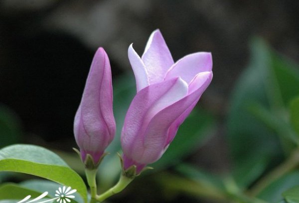橡胶紫茉莉图片二
