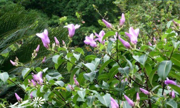 橡胶紫茉莉图片三
