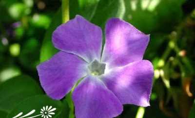 小蔓长春花简介 小蔓长春花长什么样图