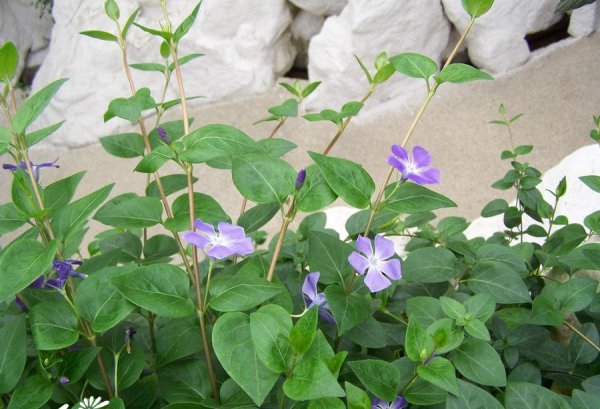 小蔓长春花图片二
