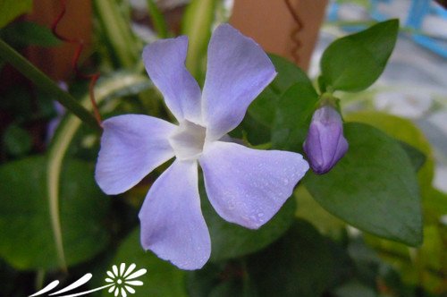小蔓长春花图片三