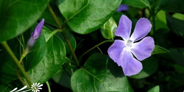 小蔓长春花图片四