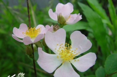 花卉野蔷薇详解 野蔷薇图片集