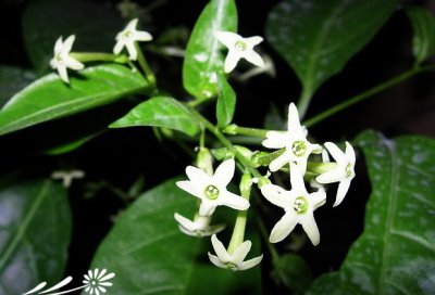 夜香花（夜来香）简介 夜香花（夜来香）图片集