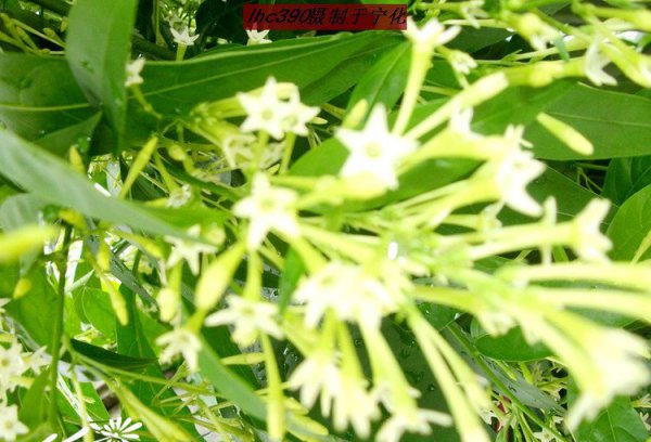 夜香花（夜来香）图片二