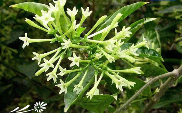 夜香花（夜来香）图片三