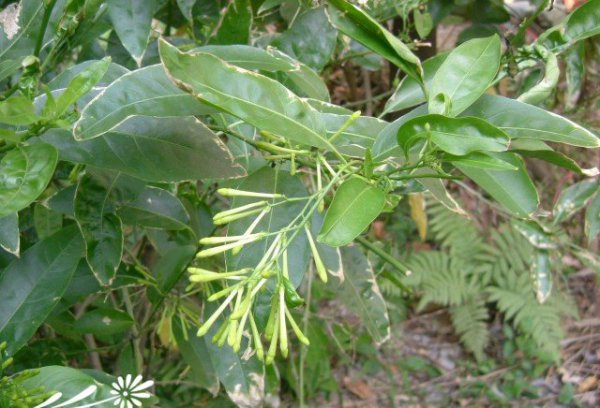 夜香花（夜来香）图片四