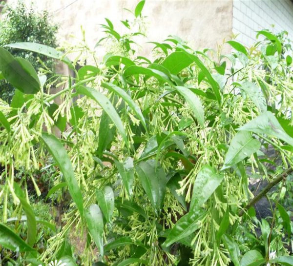 夜香花（夜来香）图片五
