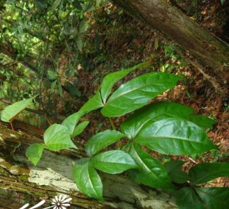 花卉异叶地锦详解 异叶地锦图片大全